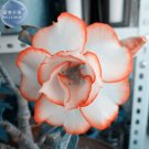 White Adenium Desert Rose with Orange edge Flower 2 Seeds