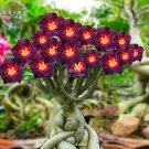 2 Seeds Rare Brown Black Adenium Desert Rose with Fire Red Heart Flower