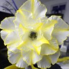 2 Seeds Adenium Whitish Transparant Double Flowers with Yellow Stripes Desert Rose