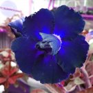 2 Seeds Adenium Blackish Dark Blue Petals Flower Seeds