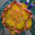 2 Seeds Adenium Golden Petals with Light Pink Edge Flower