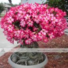 2 Seeds Adenium Obesum Red Desert Rose Flowers