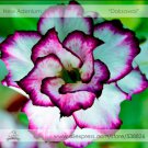 2 Seeds Adenium Obesum 'Doksawai' Desert Rose Flower Seeds