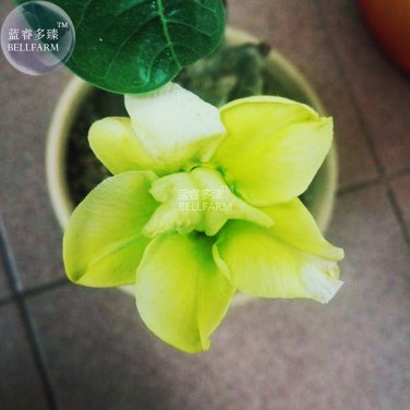2 Seeds Adenium Green Beautiful Flower Seeds