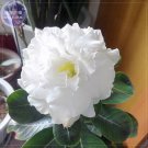 2 Seeds Rare 'western saint' Adenium Desert Rose 7-layer white petals