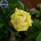 2 Seeds Rose Shaped Adenium Yellow Desert Rose with orange heart