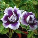 2 Seeds Purple White Double Desert Rose Adenium