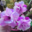 2 Seeds Adenium Light Purple Petals with Dark Purple Stripe Flower 5-layer