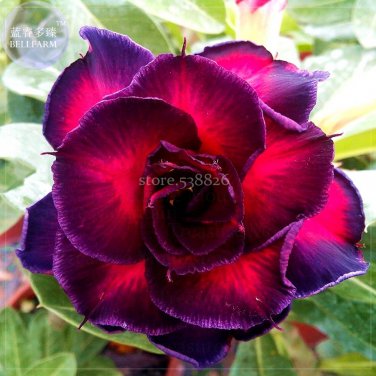 2 Seeds Ge Woo' Taiwan Adenium Desert Rose 4-layer purple fire red double