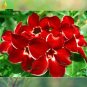 2 Seeds Dragon Siam' Dark Red Desert Rose Adenium Obesum