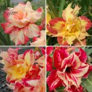 2 Seeds Dazzling Girl' Colorful Adenium Desert Rose