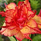 2 Seeds Golden Carrot' Gold Red Adenium Obesum Desert Rose