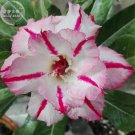 2 Seeds Rare 'Dragon Beard' Adenium Desert rose