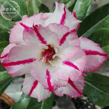 2 Seeds Rare 'Dragon Beard' Adenium Desert rose