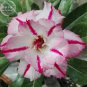 2 Seeds Rare 'Dragon Beard' Adenium Desert rose