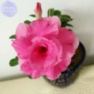 2 Seeds Imported 'dancing pink girl' Adenium Desert Rose Seeds