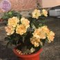 2 Seeds Adenium Golden Wavy Petals with Light Pink Edge Flower