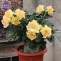 2 Seeds Adenium Golden Wavy Petals with Light Pink Edge Flower