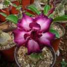 2 Seeds Purple Angel' Adenium Desert Rose, bright purple double petals