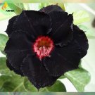 2 Seeds Rare 'Black Eyes' Double Adenium Desert Rose Seeds 2 layer
