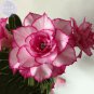 2 Seeds Adenium Whitish Light Pink Flowers with rose red edge