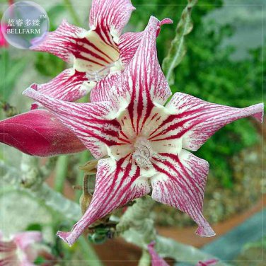2 Seeds Chounv Wudi' Adenium Desert Rose