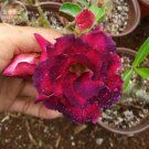 2 Seeds Chansonette' Adenium Desert Rose purple and fire red double petals
