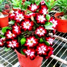 2 Seeds Rare Dark Flowing Adenium Desert rose single petal dark red