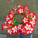 2 Seeds Adenium Obesum Desert Rose Bonsai Tree Flower