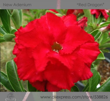 2 Seeds Adenium Obesum Red Dragon Desert Rose Flowers