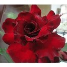 2 Seeds Adenium Dark Red Desert Rose Seeds, 6-Layer