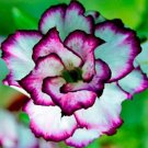 2 Seeds Adenium Desert Rose Seeds 3-Layer White Petals with Blackish Purple