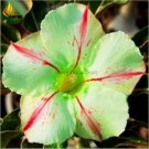 2 Seeds Five Stars' Green Desert Rose   big single flowers w/ red line adenium obesum