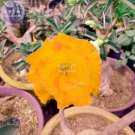 2 Seeds Golden Adenium Desert Rose Flower 3-layer