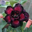 2 Seeds Black-to-white-to-red Adenium Flower