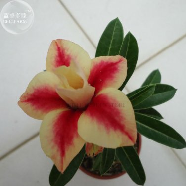 2 Seeds Peach Crispy Noodles' Adenium Desert Rose
