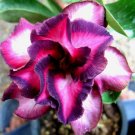 2 SeedsSpiral Bright Rose Pink Adenium Desert Rose with Purple