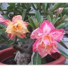 2 Seeds Middle Colorful Grafting Adenium Obesum Desert Rose