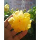 2 Seeds Premium Adenium Seeds Desert Rose Orangish Yellow Flowers 4-Layer