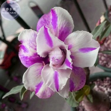 2 Seeds Adenium White Petals Purple Stripe Spot Bonsai Flower