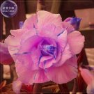 2 Seeds Adenium Pink Petals with Blue Stripe Flower 7-layer