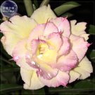 2 Seeds Rare 'Jin Chan' Adenium Desert Rose 5-layer yellow with little pink