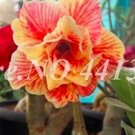 2 Seeds Adenium Double Flowers Desert Rose Golden Flowers with Rose Red Stripes