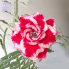 2 Seeds Adenium 'Tea' Types Red White Flower Seeds, 2 seeds, 7-layer