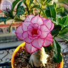 2 Seeds Thai 'embroidery' Adenium Desert Rose 5-layer orderly pink petals with red