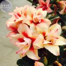 2 Seeds Adenium Redish Orange Petals Dark Red Centre Edge Flower 4 layer