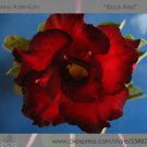2 Seeds Rosy Adenium Obesum Black Red Desert Rose Flowers