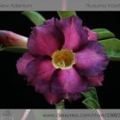 2 Seeds Rosy Adenium Obesum Kusuma Violet Desert Rose Flowers