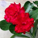 2 Seeds Fresh Red Adenium Desert Rose fire red 5-layer