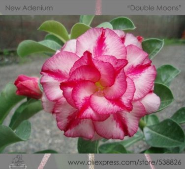 2 Seeds Double Moons' Adenium Obesum Indoor Bonsai Desert Rose